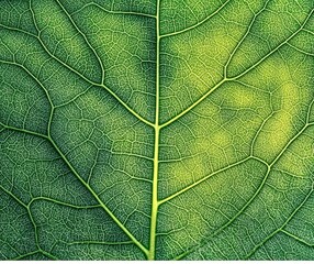 Obraz premium Exploring Detailed Green Leaf Texture Close-up with Veins and Structure