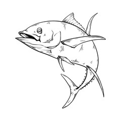 vector line art drawing illustration of a fish