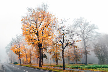 Mglisty park  © bulamati