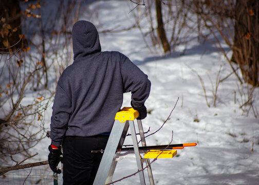 a man on a ladder with his back to the camera looking at trees in winter. a pair of tree loppers rest on the shelf during dormant pruning season. snow covered background.