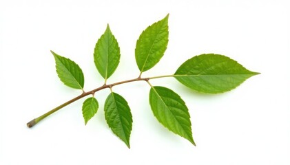 Obraz premium Simple branch isolated on white background with subtle texture and slight color variation in leaves, isolation, branches