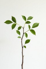 Single birch branch against a stark white backdrop, woodsy, white