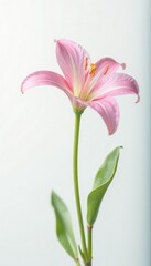 Delicate flower with slender petals on white background, flowers, bloom
