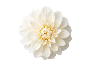 A white flower with a yellow center. The flower is very large and has a very bright color