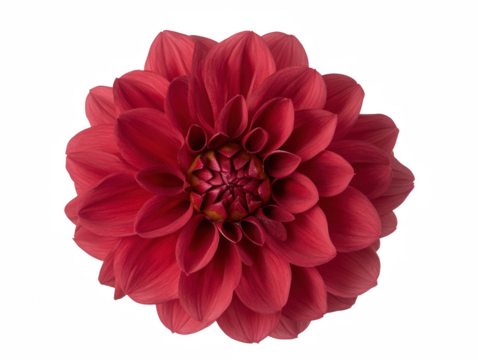 A red flower with a white background. The flower is the main focus of the image. The color of the flower is bright and vibrant, which gives the image a cheerful and lively mood