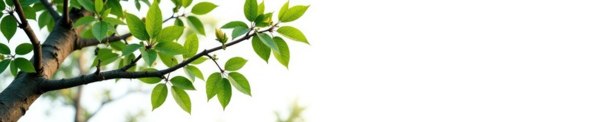 Fototapeta premium Isolated tree branches on white background with subtle shadows and texture, background, white