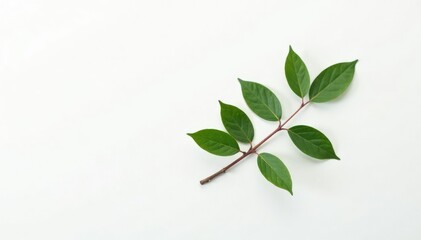 Obraz premium single branch on white background with subtle wear, minimalist, weathered