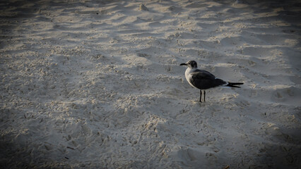 focus on a sea gull looking to the side with long legs. sand background with webbed bird track pattern. (laughing gull)