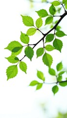Isolated tree branches with leaves on a white background, nature, natural, white