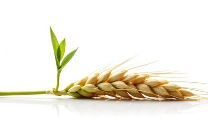 Small sprout of wheat isolated on white background, farm, agricultural