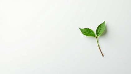 Obraz premium Small stem with a few leaves on white background, small plant, elegant, leaf