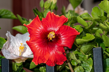 Red hibiscus flower blooming near white hibiscus in garden