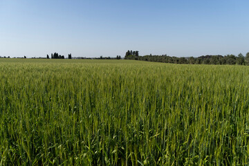 Verdant Wheat Field Under Clear Blue Sky