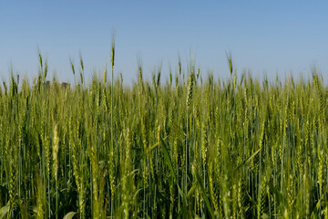 Verdant Wheat Field Under Clear Blue Sky