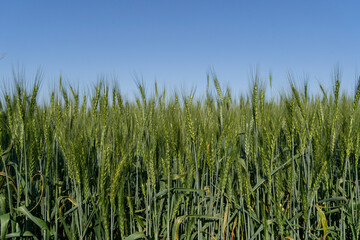 Verdant Wheat Field Under Clear Blue Sky