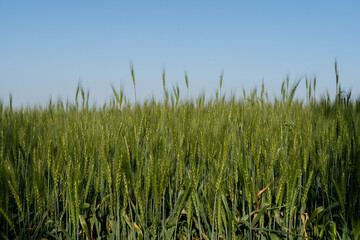 Verdant Wheat Field Under Clear Blue Sky
