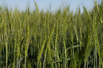 Verdant Wheat Field Under Clear Blue Sky
