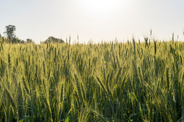 A green wheat field in winter