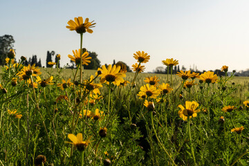 Wild Chrysanthemums Blooming in Nature