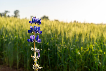 Wild Lupine Bloom with Wheat Field Backdrop