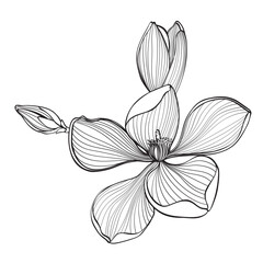 Tropical magnolia flowers branch. Beautiful line illustration. 