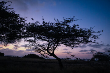 the silhouette of trees on at sunset in Aruba off the coast of the Caribbean Sea