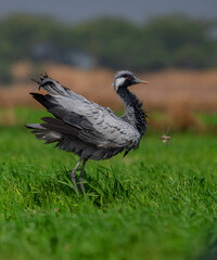 DEMOSHELLE CRANE AND GRASSHOPPER SHOT IN HEAVLLY WIND