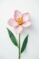 Fototapeta premium Delicate flower with intricate details on white background, clean, simple, blossom