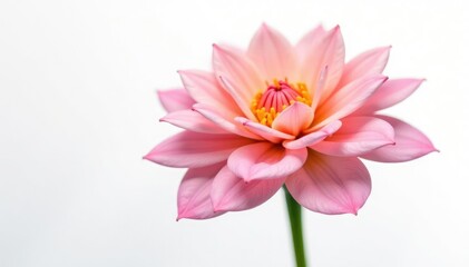 Fototapeta premium Delicate flower with intricate petals isolated on white background, petals, blossoms