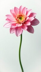Obraz premium Delicate flower with intricate petals isolated on white background, abstract, flora