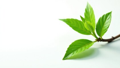 Obraz premium Isolated plant stem with details on white background, leaves, plant, plants