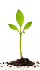 Isolated sprout on white background with texture, small, plant