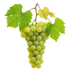 Obraz premium Cluster of green grapes on transparent background