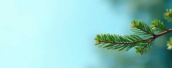 Obraz premium Single branch of fir tree against pale blue sky, branch, fir tree, single branch