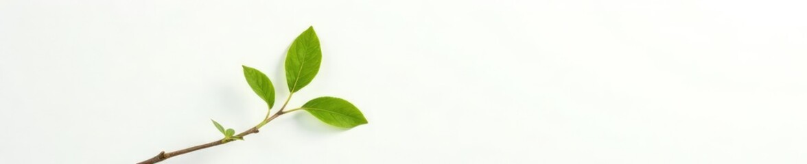 Fototapeta premium Single branch on white background with minimal light exposure, nature, foliage