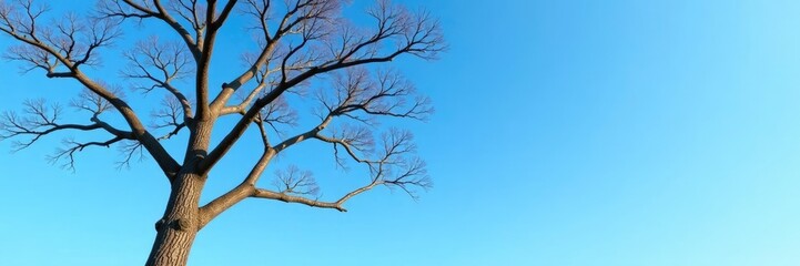 Fototapeta premium Tree with bare branches and brown trunk against clear blue sky, barren tree, sky