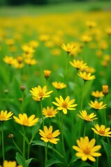 Obraz premium Colorful yellow wildflowers blooming in a lush meadow, blooms, fields, nature