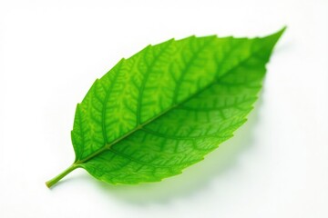 Delicate green leaf isolated on white background, single, white, nature