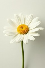 Fototapeta premium Gentle daisy against a white and cream background, bright, fresh