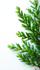 Fototapeta premium Simple and clean evergreen branches against white, nature, clean, branch