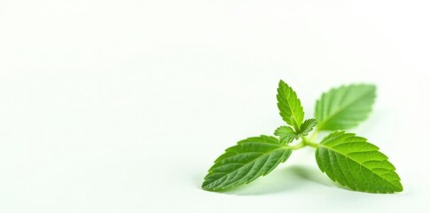 Fototapeta premium Small herb plant isolated on white background, herb, botanical, organic