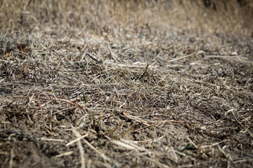 dried out vegetation on arid ground close-up stock photo. soil and rough texture grass and plant matter from thirsty or post-winter lawn state landscape background. dormant or drought design element.