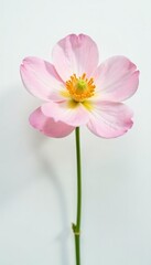 Fototapeta premium Delicate flower with soft petals on a white background, bloom, blossoms, nature
