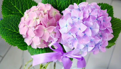 Hydrangea images