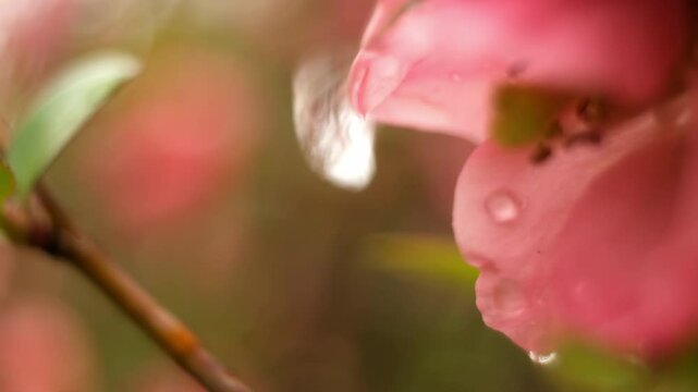 water droplets macro
