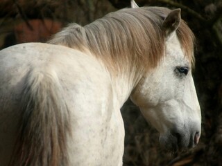 Obraz premium Portrait of a Wild Stallion 