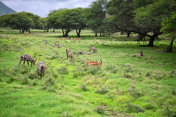 Diverse antelope species co-existing in rich african grassland ecosystem.Natural african wildlife: waterbuck and impala grazing together in green season