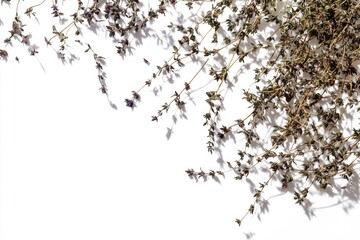 Dried thyme sprigs scattered on a white background, casting shadows.