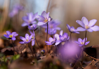 Fioletowe kwiaty Przylaszczki pospolitej w lesie.  © mycatherina