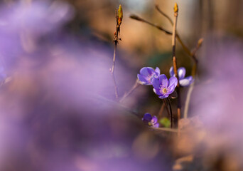 Fioletowe kwiaty Przylaszczki pospolitej w lesie.  © mycatherina